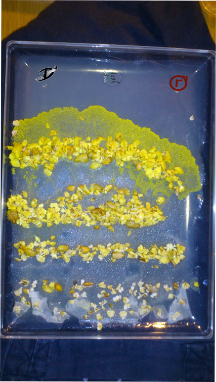 Schleimpilz-Anzucht von Biomasse durch Reihen von Haferflocken