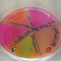 Bakterien - Selektionsmedium zur Identifizierung von unterschiedlichen Bakterien logo