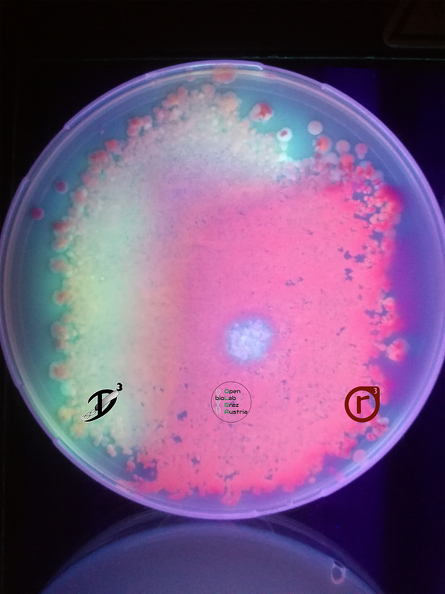 Bakterien- Bakterien vom Küchenschwamm auf Petrischale, leuchten im UV Licht.png