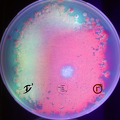 Bakterien- Bakterien vom Küchenschwamm auf Petrischale, leuchten im UV Licht