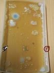 Bakterien- Mikroorganismen auf Suppen Agar, was nicht alles auf unseren Fingern drauf ist, Pilze, Bakterien und Co