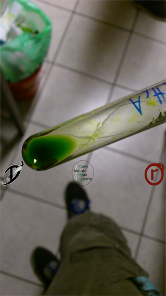 Chromatographie- Chlorophyll aus Blatt extrahiert.png