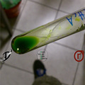 Chromatographie- Chlorophyll aus Blatt extrahiert