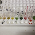 Chromatographie- Extraktion von pflanzlichen Farbstoffen