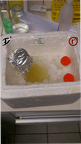 Gentechnik -Flüssigkultur von Bakterien im Eis abgekühlt zur Herstellung chemisch kompetenter Zellen