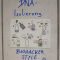 Gentechnik- Isolierung von DNA 4