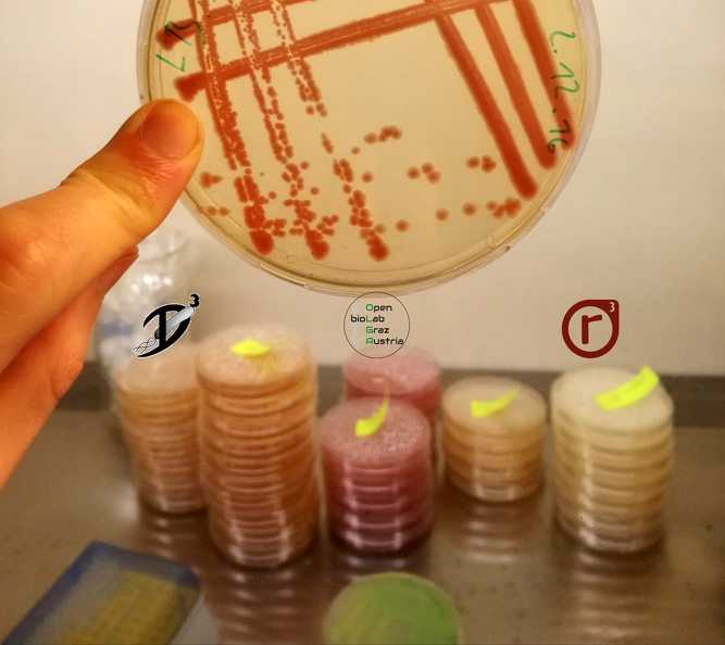 Labor- Bakterien auf Agar Platte - frisch gegossene Nährmedien in Petrischalen.png