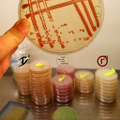 Labor- Bakterien auf Agar Platte - frisch gegossene Nährmedien in Petrischalen