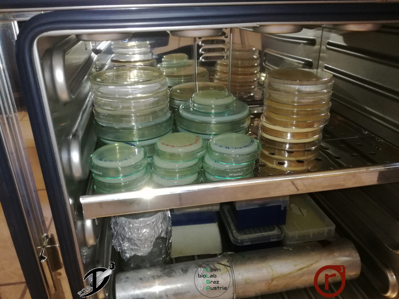 Labor- Petrischalen im Inkubator zur Anzucht von Mikroorganismen.png
