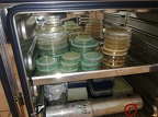 Labor- Petrischalen im Inkubator zur Anzucht von Mikroorganismen