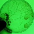 Schleimpilz in der Petrischale