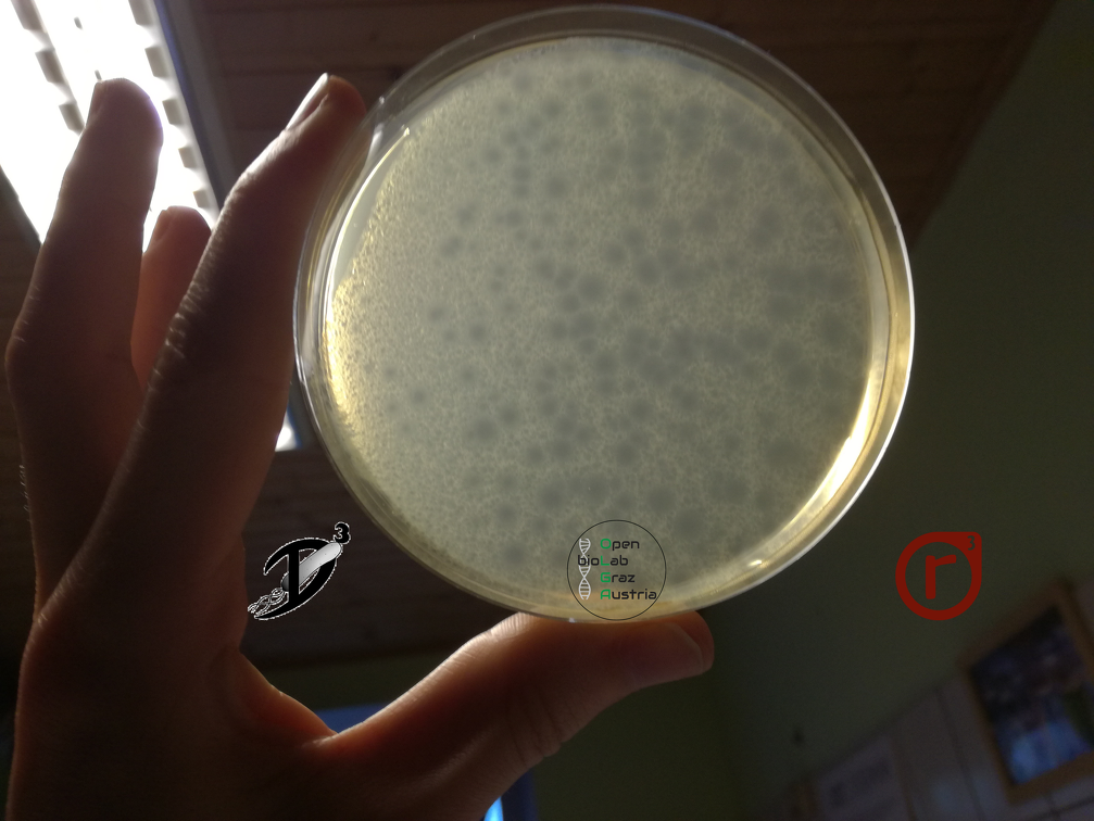 Bakteriophagen- durchsichtige Plaques