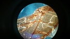 Mikroskopie Bilder